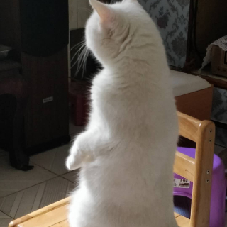 一只好得